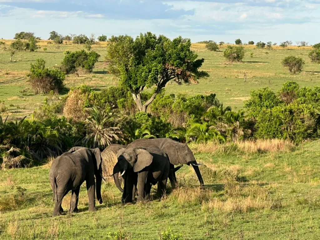 Tarangire National Park to Departure